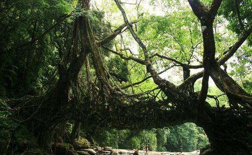 Low angle view of trees in forest