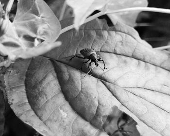 Close-up of insect on man