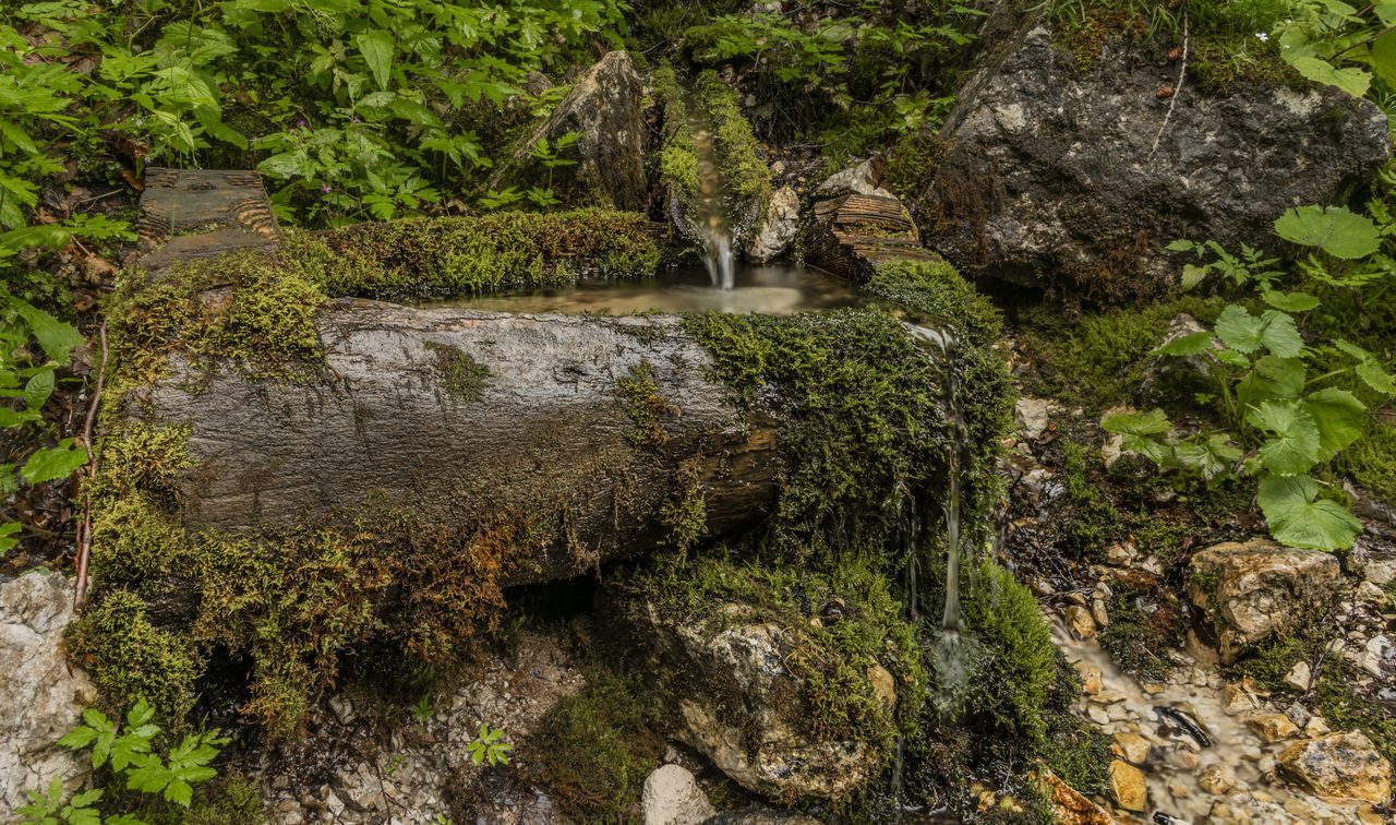 PLANTS GROWING ON ROCKS IN STREAM