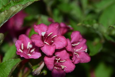 Close-up of pink flowers blooming outdoors