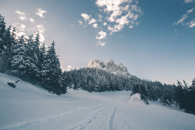 Snow covered pine trees against sky