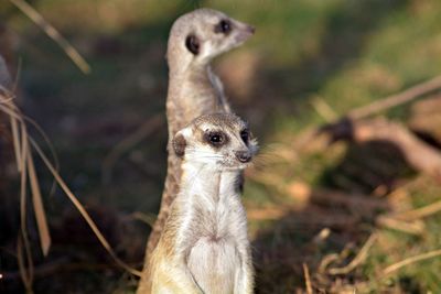 Close-up of 2 meerkats bemused.