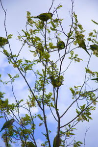 Low angle view of tree against sky