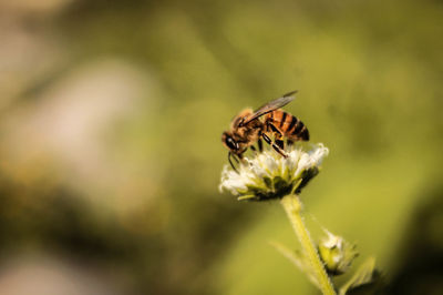 Close-up of insect on flower