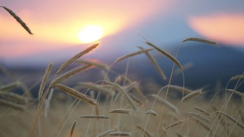 Close-up of plant against sky at sunset