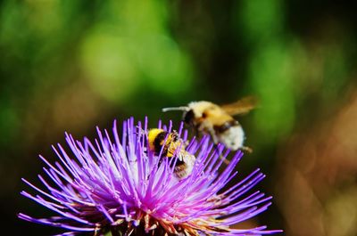 Close-up of bee pollinating on purple flower