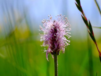 Close up of purple flowers