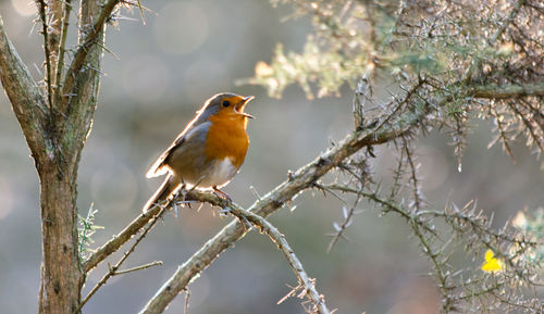 Close-up of bird perching on branch