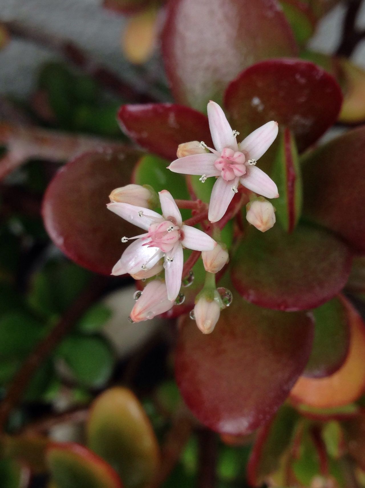 Crassula