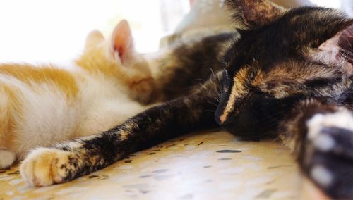 Close-up of cat sleeping