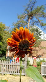 Close-up of coneflowers blooming on plant against clear sky