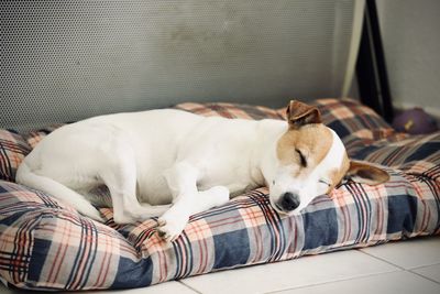 View of a dog sleeping at home