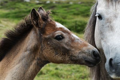 Close-up of a horse on field