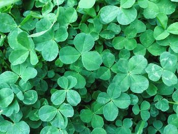 Full frame shot of green leaves