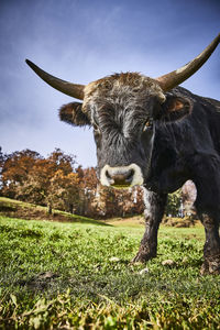 Cow in a field