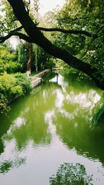 Scenic view of river amidst trees against sky