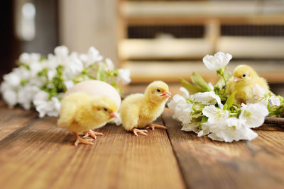Three cute chickens on a wooden table against the background of an egg and a blossoming branch 