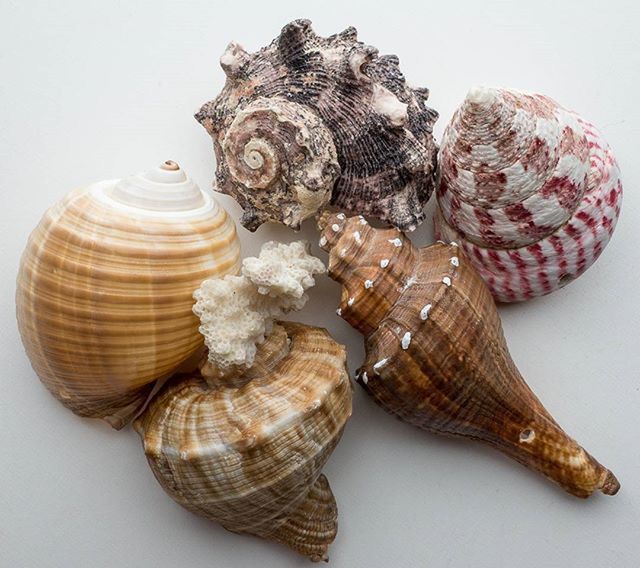 animal shell, animal themes, seashell, natural pattern, close-up, shell, animals in the wild, wildlife, studio shot, white background, snail, pattern, still life, nature, one animal, brown, no people, cut out, high angle view, copy space