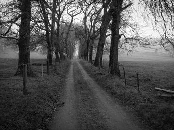 Road passing through trees in forest