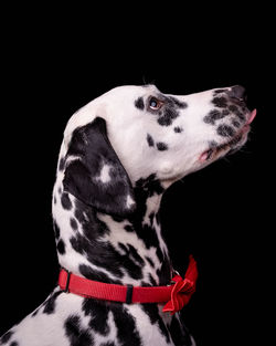 Close-up of a dog over black background