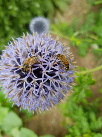 Close-up of bee on purple flower