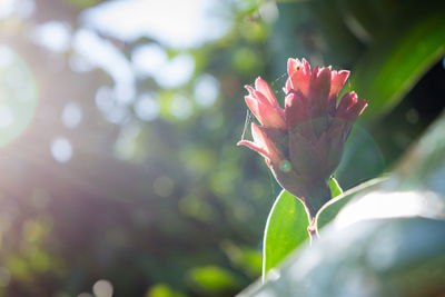 Close-up of red flowering plant