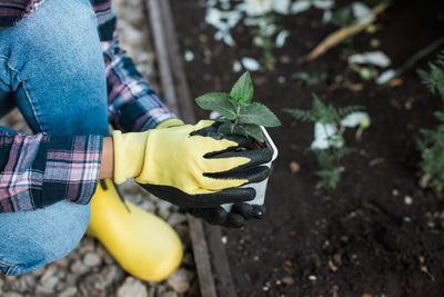 Low section of woman holding plant