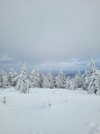 Frozen landscape 