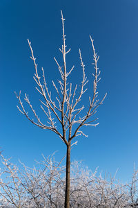 Low angle view of branch against clear sky