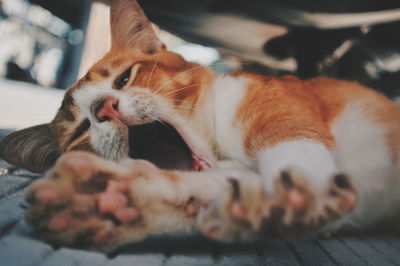 Close-up of cat resting