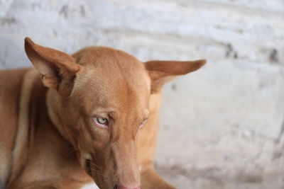 Close-up portrait of dog outdoors