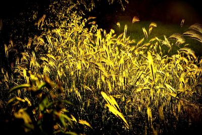 Close-up of plants growing on field