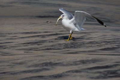 Seagull on beach