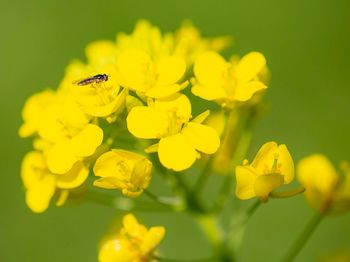 Close-up of insect on yellow flower