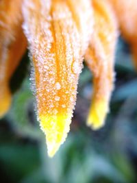 Close-up of yellow flower