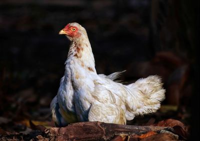 Close-up of a bird looking away