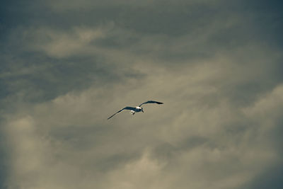 Low angle view of bird flying in sky