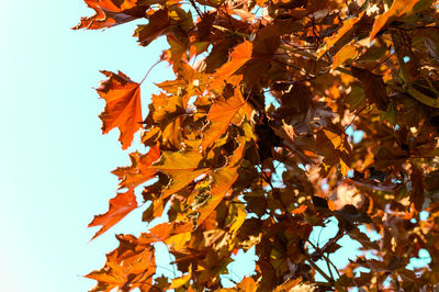 Low angle view of maple leaves against sky