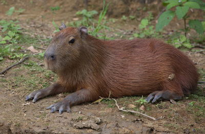 Closeup side on portrait of capybara hydrochoerus hydrochaeris laying down on riverbank, bolivia.