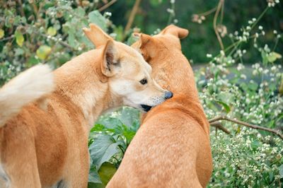 Close-up of dog outdoors