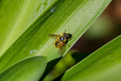 Close-up of insect on leaf