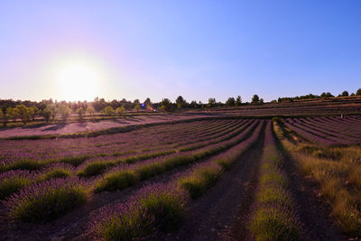 Scenic view of agricultural field against clear sky