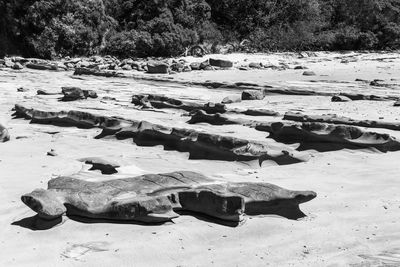 Aerial view of driftwood on beach