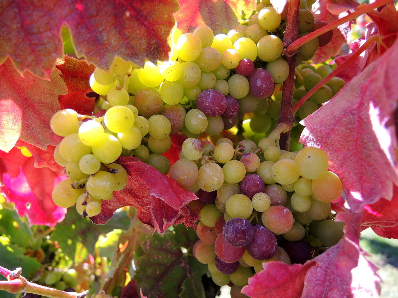 CLOSE-UP OF GRAPES ON VINE