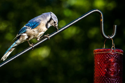 Close-up of bird perching on a feeder