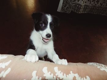 Portrait of dog relaxing on bed at home