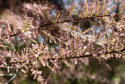 Beautiful twigs of tamarix tree also called salt cedar with pink flowers 