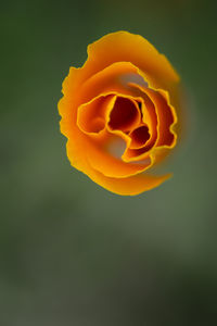 Close-up of yellow rose blooming outdoors