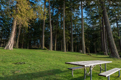 Park bench by trees in forest