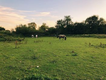 Horses grazing in a field